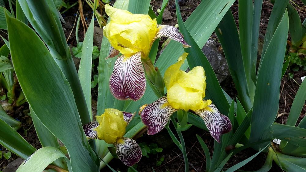 Photo of Miniature Tall Bearded Iris (Iris 'Gracchus') uploaded by Hajue