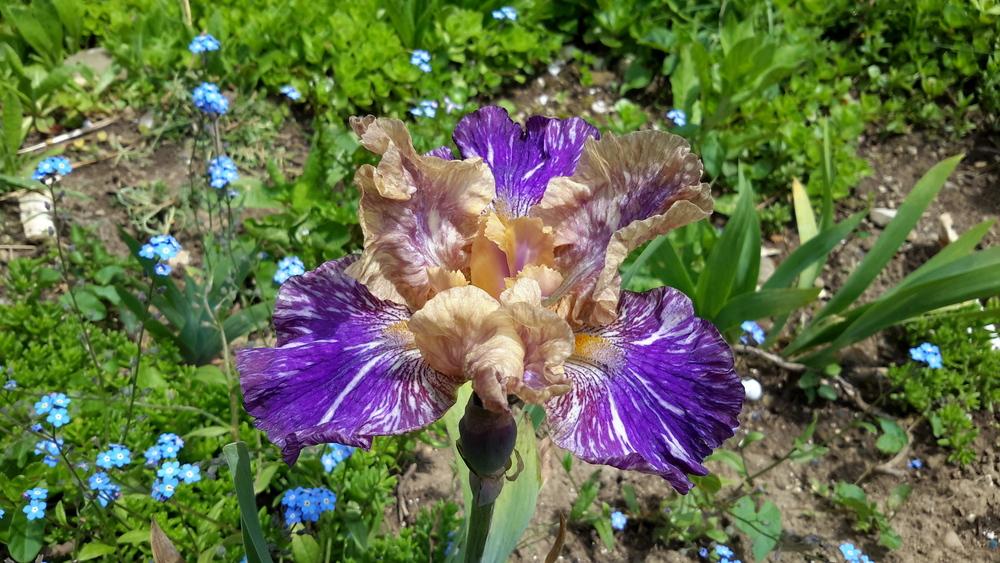 Photo of Intermediate Bearded Iris (Iris 'Doe Z Doe') uploaded by Hajue