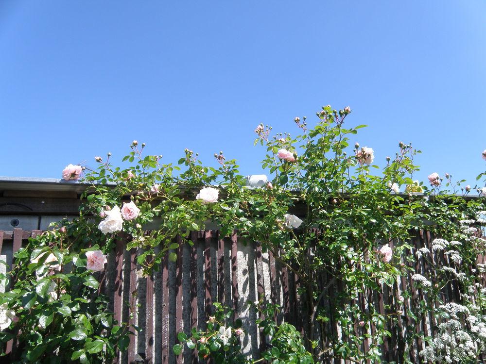 Photo of Rose (Rosa 'New Dawn') uploaded by IrisLilli