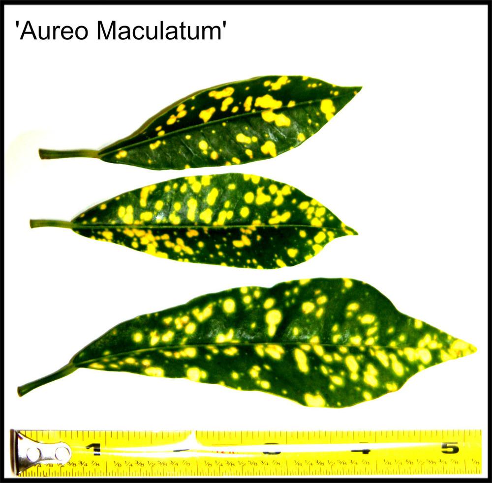 Photo of Croton (Codiaeum variegatum 'Aureo Maculatum') uploaded by ScotTi