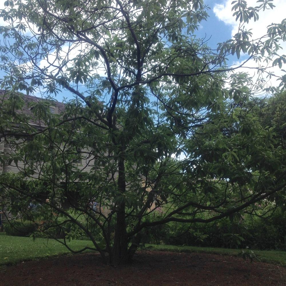 Photo of Franklin Tree (Franklinia alatamaha) uploaded by csandt