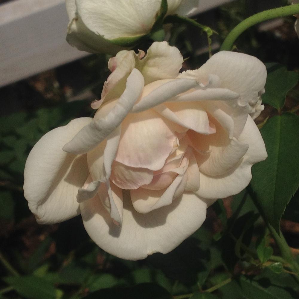 Photo of Rose (Rosa 'Lamarque') uploaded by csandt