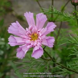 Location: RHS Harlow Carr, Yorkshire, UK
Date: 2017-07-14