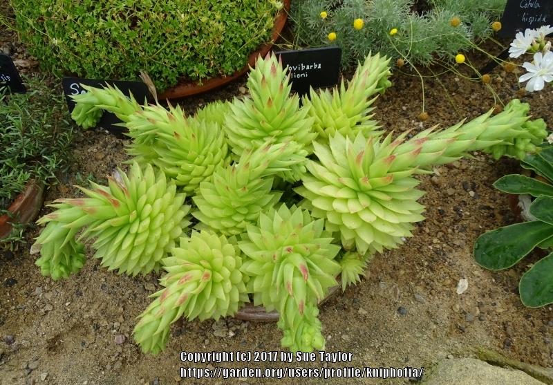 Photo of Rollers (Sempervivum globiferum subsp. allionii) uploaded by kniphofia