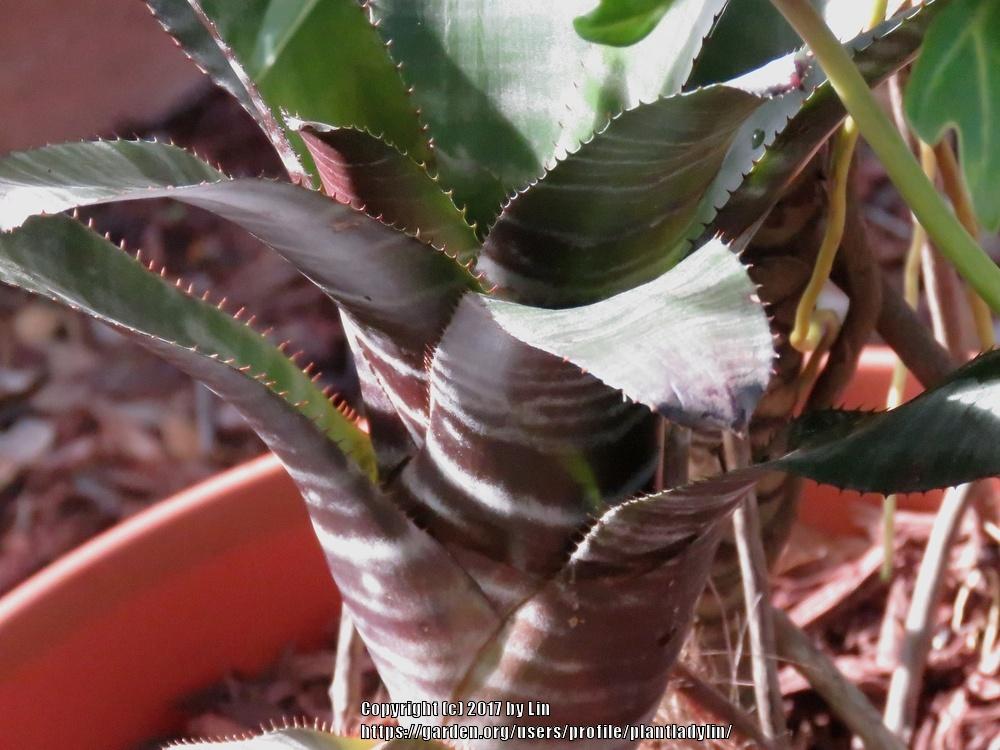Photo of Bromeliad (Aechmea chantinii 'Black') uploaded by plantladylin