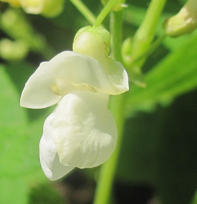 Photo of Wax Bean (Phaseolus vulgaris 'Improved Golden Wax') uploaded by robertduval14