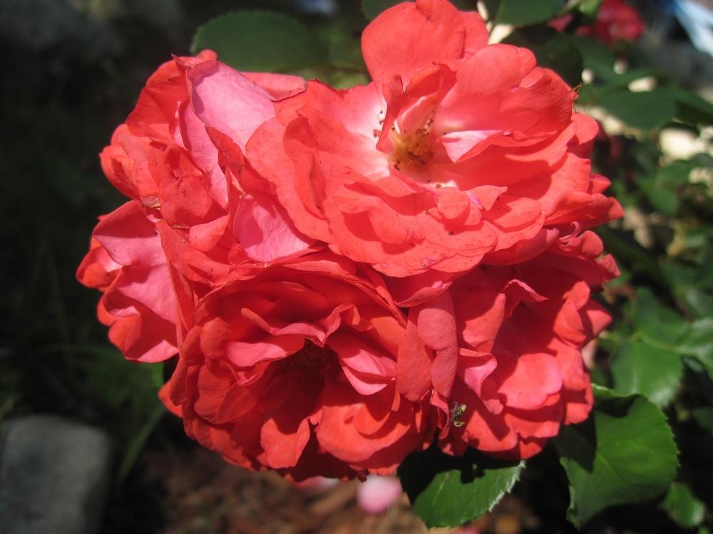 Photo of Rose (Rosa 'Coral Drift') uploaded by robertduval14