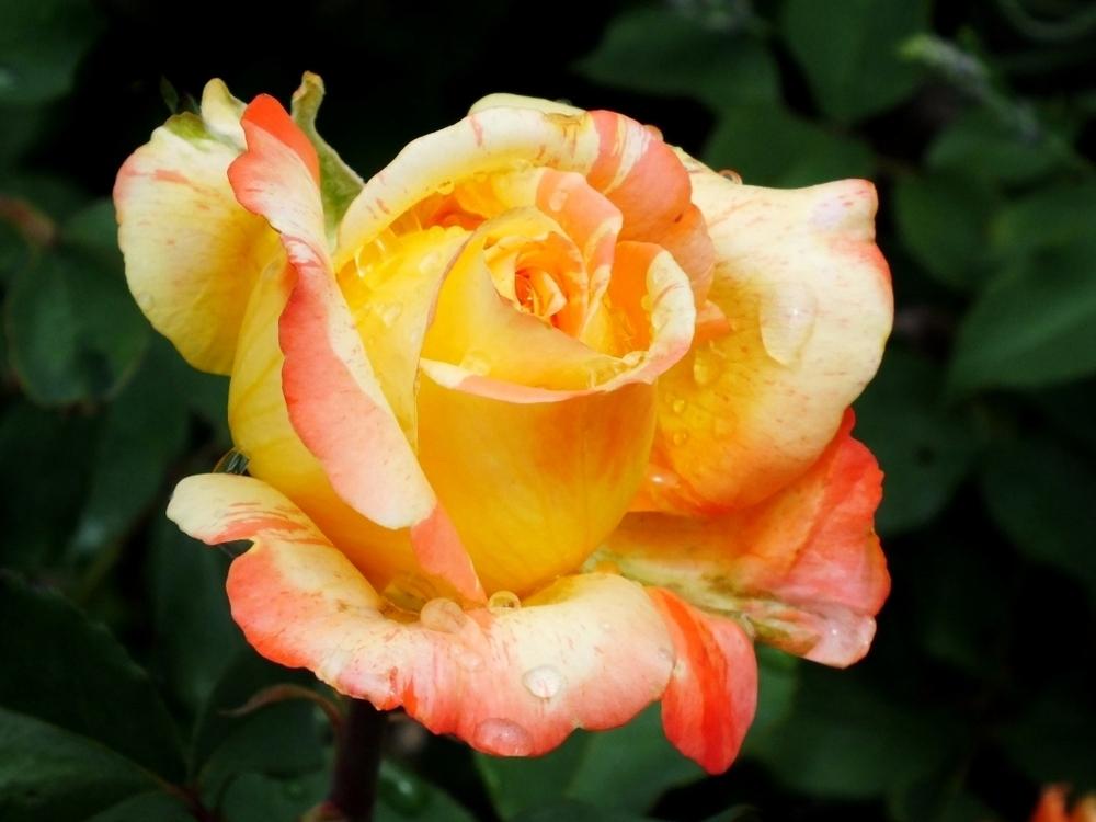 Photo of Rose (Rosa 'Tropical Sunset') uploaded by sunnyvalley