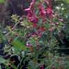 Very vigorous upright fuchsia and appears to be gall mite resista