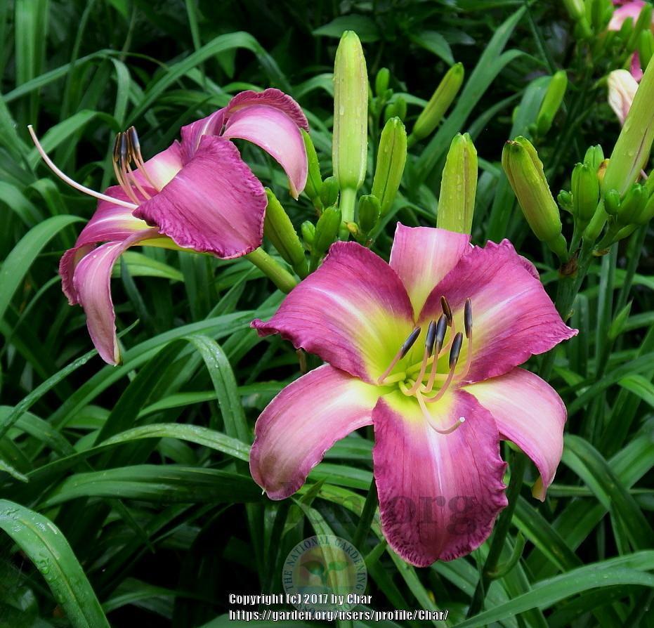 Photo of Daylily (Hemerocallis 'Odds and Ends') uploaded by Char