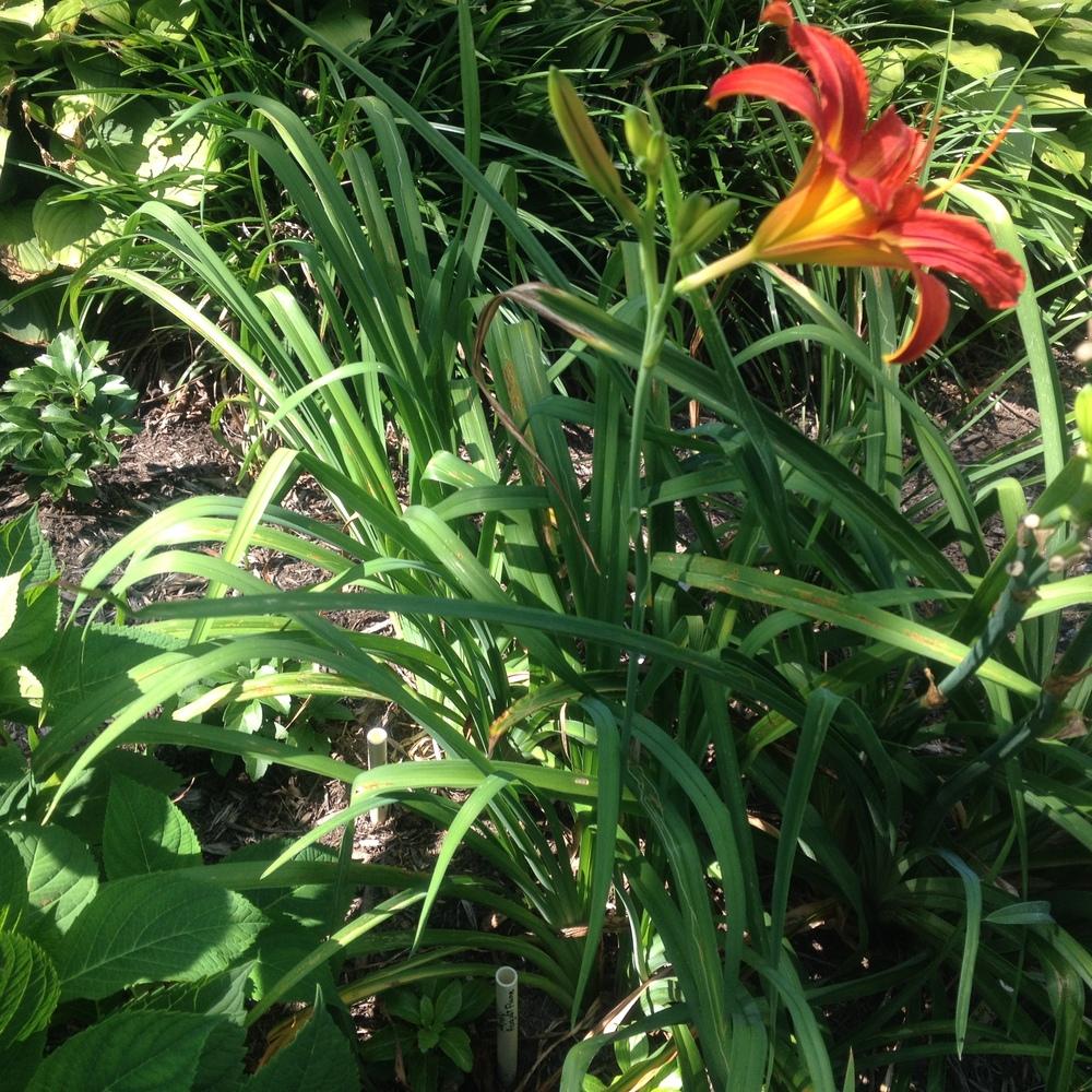 Photo of Daylily (Hemerocallis 'August Flame') uploaded by csandt