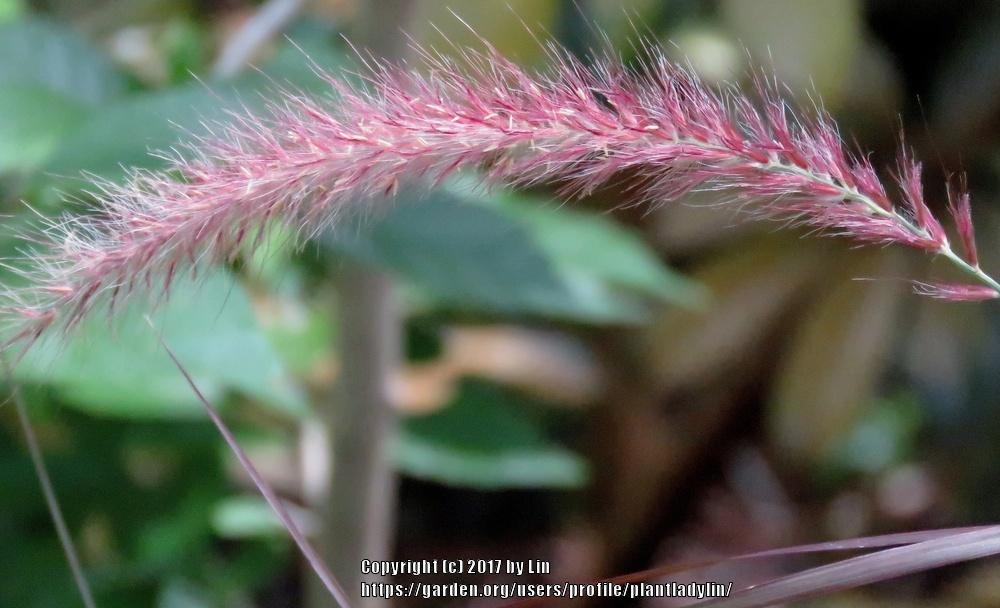 Photo of Purple Fountain Grass (Cenchrus setaceus 'Rubrum') uploaded by plantladylin