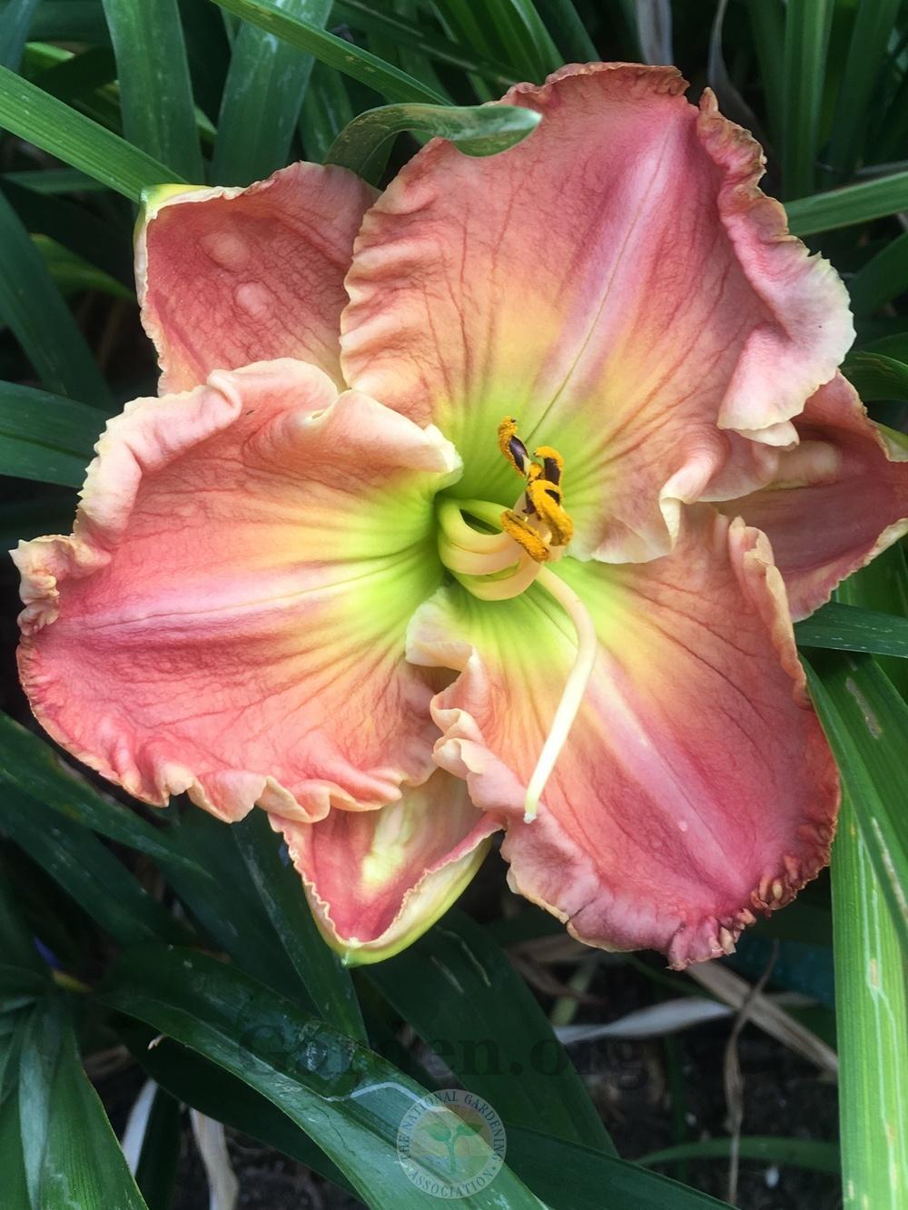 Photo of Daylily (Hemerocallis 'Worth It All') uploaded by springcolor