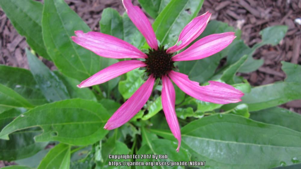 Photo of Coneflower (Echinacea Butterfly™ Purple Emperor) uploaded by NJBob