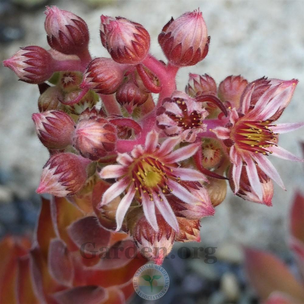 Photo of Hen and Chicks (Sempervivum 'Gabrielle') uploaded by Patty