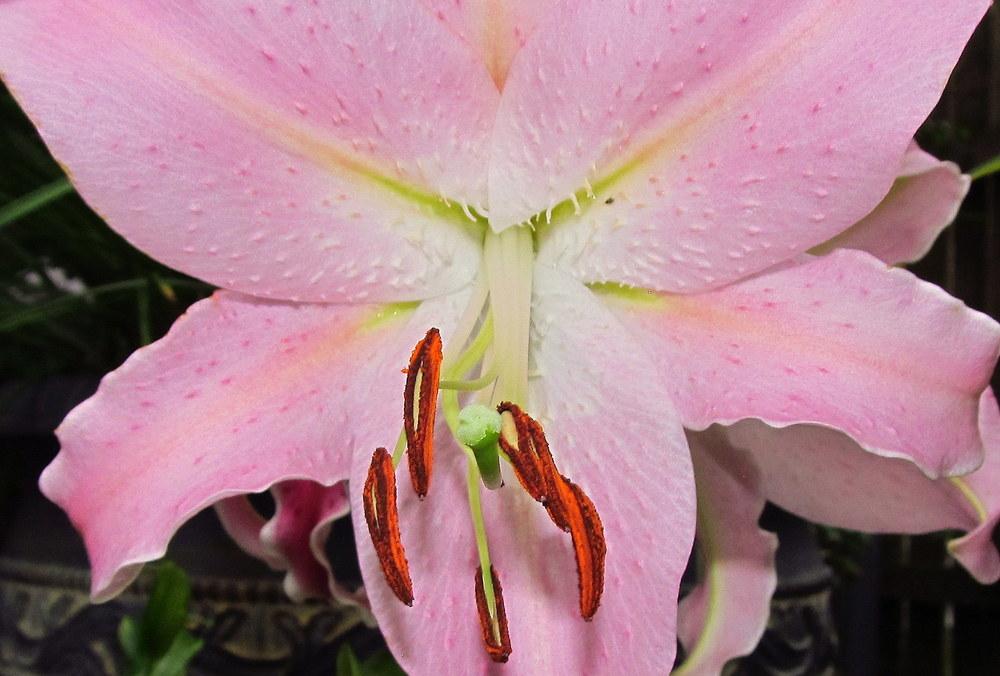 Photo of Lily (Lilium 'Josephine') uploaded by jmorth