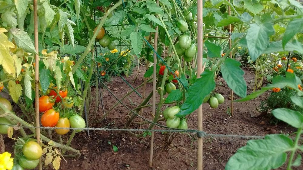 Photo of Tomato (Solanum lycopersicum 'Roma') uploaded by JErb