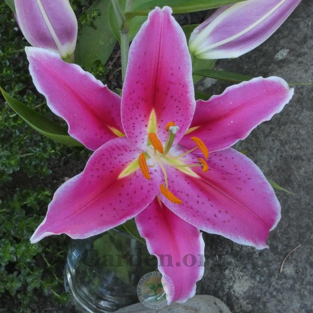 Photo of Lily (Lilium Lily Looks™ After Eight) uploaded by Patty