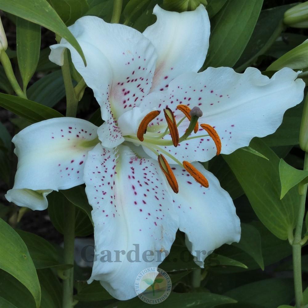 Photo of Oriental Lily (Lilium 'Muscadet') uploaded by Patty