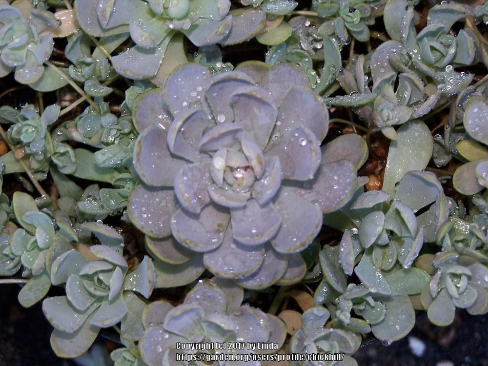 Photo of Dunce's Cap (Orostachys iwarenge) uploaded by chickhill