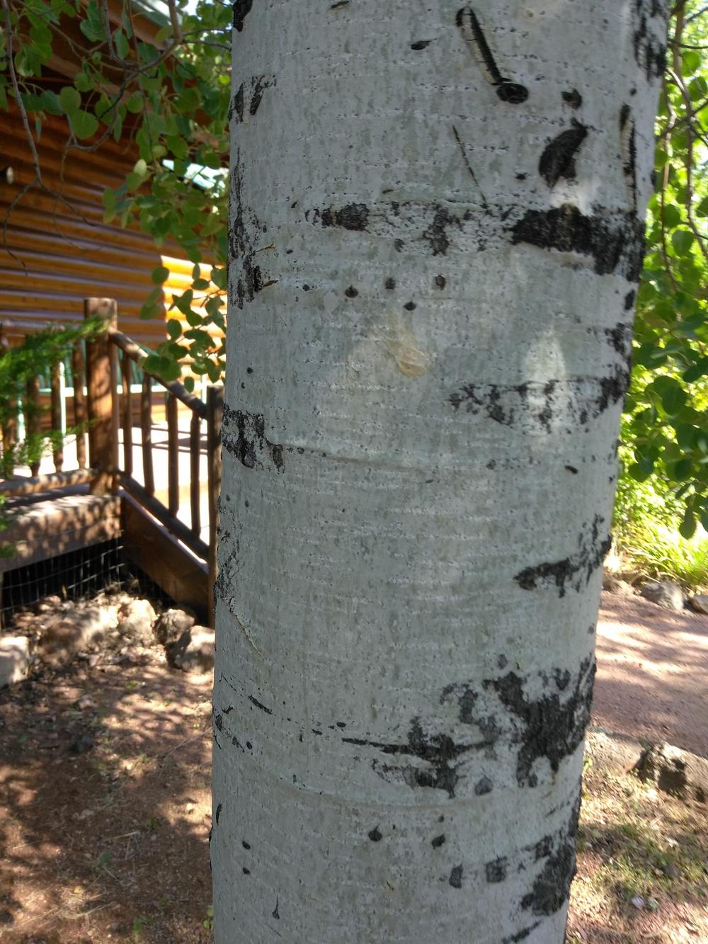 Photo of Aspen (Populus tremula 'Erecta') uploaded by cocoajuno