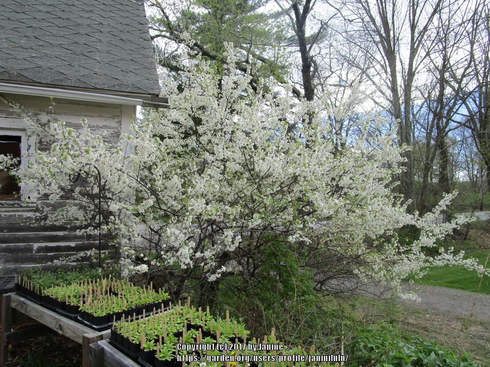 Photo of Wild Plum (Prunus americana) uploaded by janinilulu