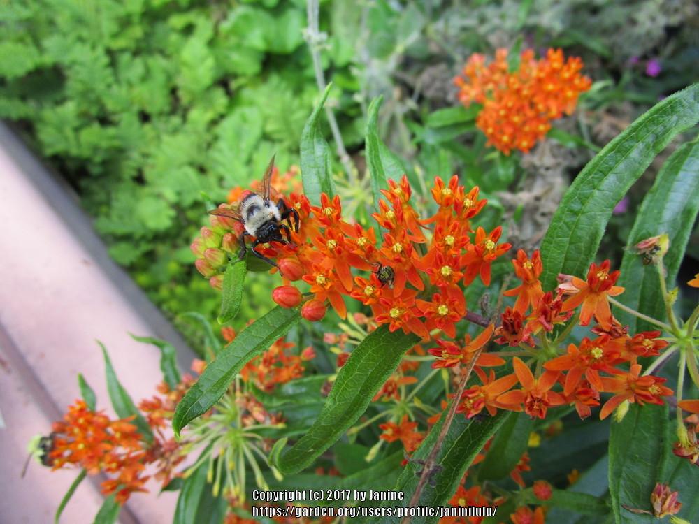 Photo of Butterfly Weed (Asclepias tuberosa 'Gay Butterflies') uploaded by janinilulu