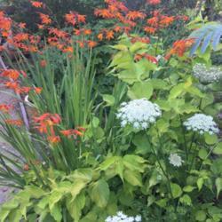 
Date: 2017-07-19
With Queen Anne's Lace and Leycesteria formosa in the foreground