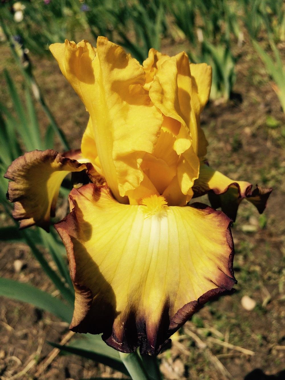 Photo of Tall Bearded Iris (Iris 'Bold Vision') uploaded by Lbsmitty