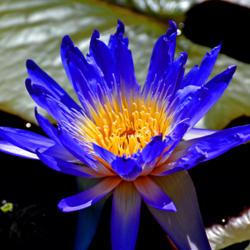 Location: Botanical Gardens of the State of Georgia...Athens, Ga
Date: 2015-09-10
Blue Water Lily 002
