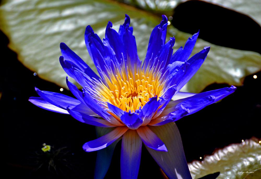 Photo of Blue Lotus of the Nile Lily (Nymphaea nouchali var. caerulea) uploaded by dawiz1753