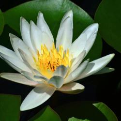 Location: Botanical Gardens of the State of Georgia...Athens, Ga
Date: 2015-08-17
White Water Lily And Pads 003