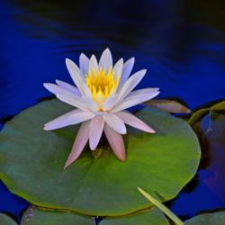 Location: Botanical Gardens of the State of Georgia...Athens, Ga
Date: 2015-06-05
Water Lily On A Platter 002