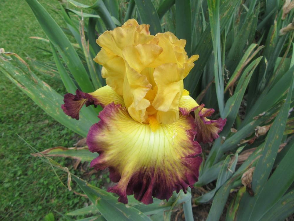 Photo of Tall Bearded Iris (Iris 'Summer Shadow') uploaded by tveguy3