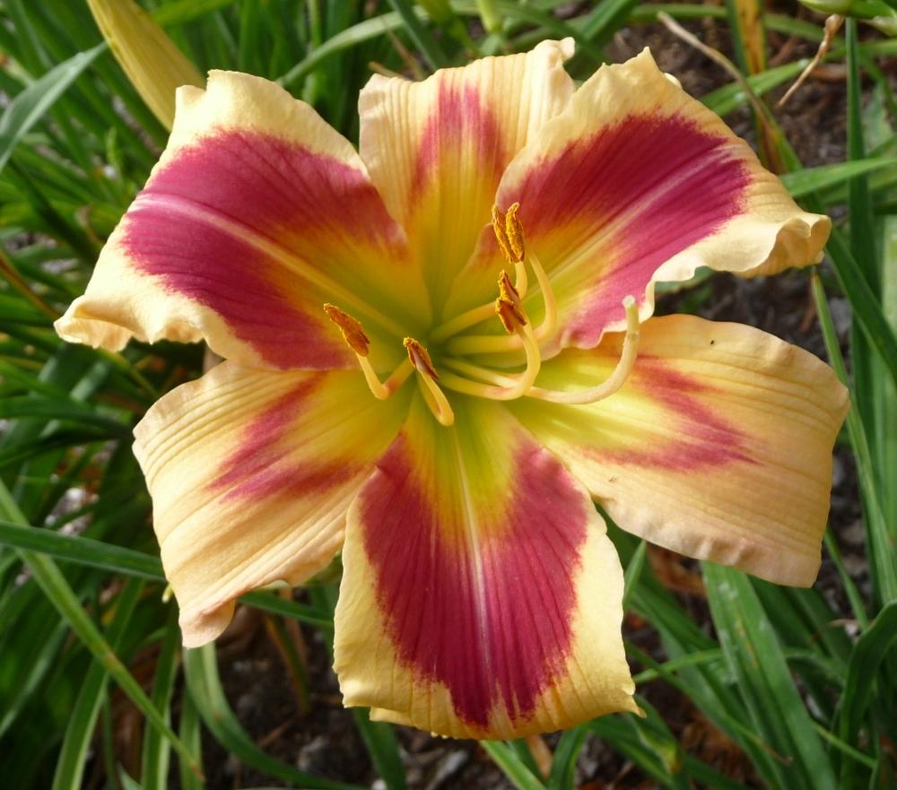 Photo of Daylily (Hemerocallis 'Patricia Snider Memorial') uploaded by twixanddud