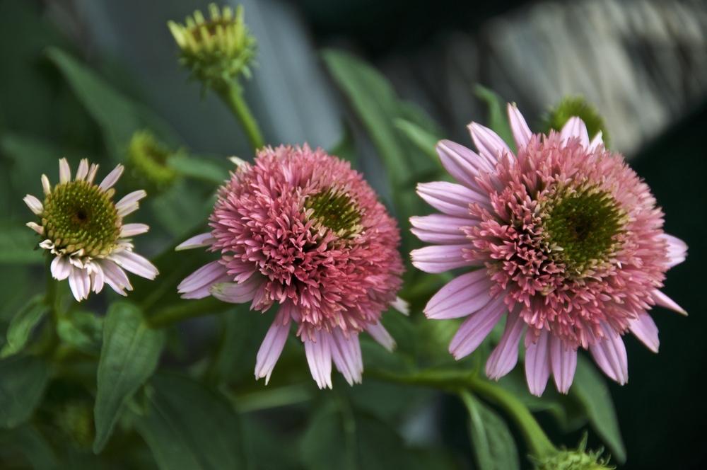 Photo of Coneflower (Echinacea Cone-fections™ Butterfly Kisses) uploaded by Fleur569