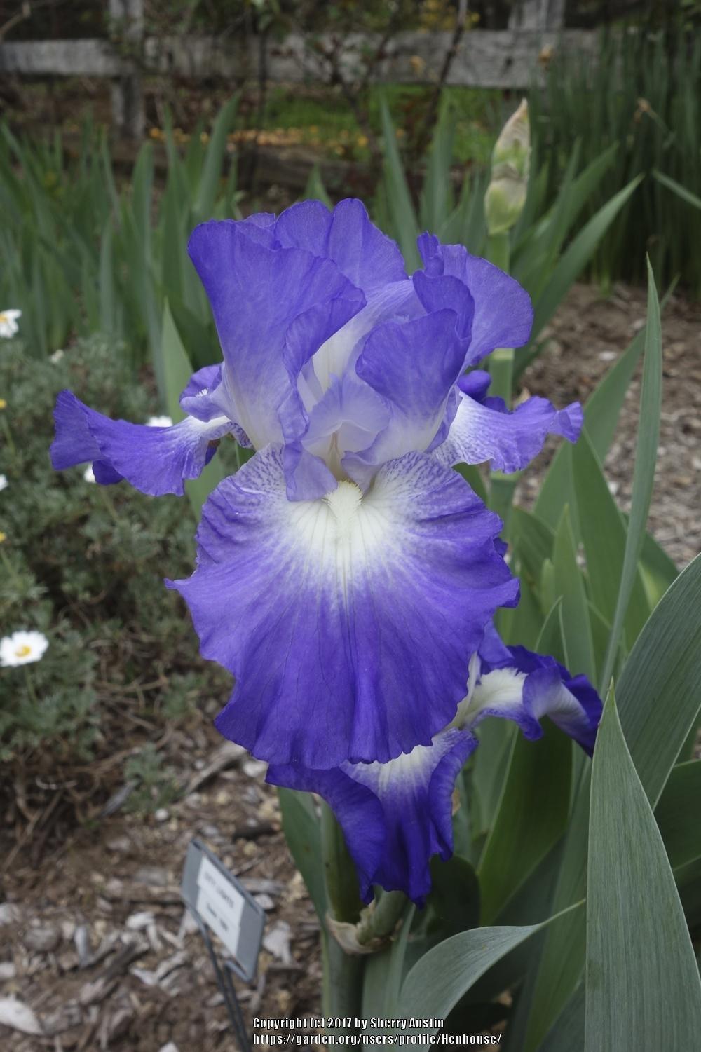 Photo of Tall Bearded Iris (Iris 'City Lights') uploaded by Henhouse