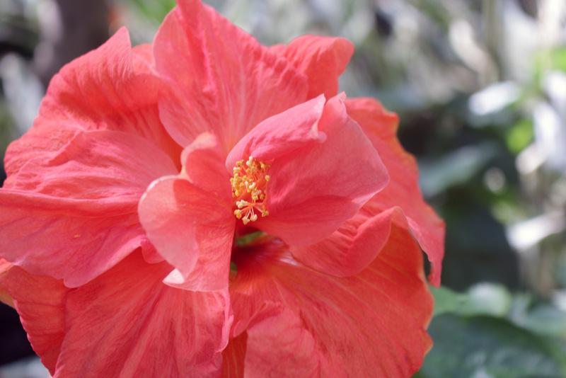 Photo of Tropical Hibiscuses (Hibiscus rosa-sinensis) uploaded by RuuddeBlock