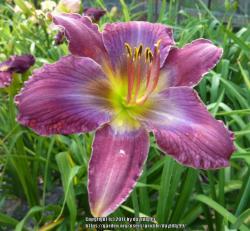 Thumb of 2017-07-21/daylilly99/1857de