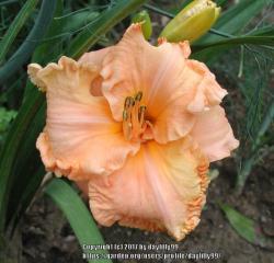 Thumb of 2017-07-21/daylilly99/3af54c