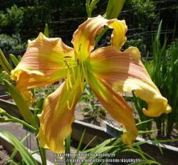 Thumb of 2017-07-21/daylilly99/e49d32