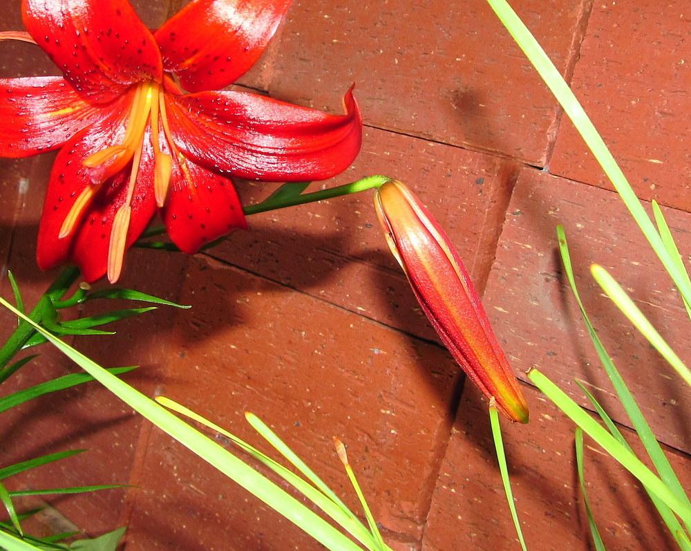 Photo of Lily (Lilium 'Red Velvet') uploaded by jmorth