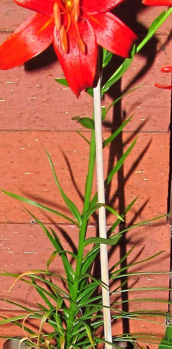 Photo of Lily (Lilium 'Red Velvet') uploaded by jmorth