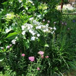 Location: montana grandiflora garden - zone 7 - Long Island, NY
Date: 2017-07-18
This is the second of two Fuji Waterfall hydrangeas, also with hu