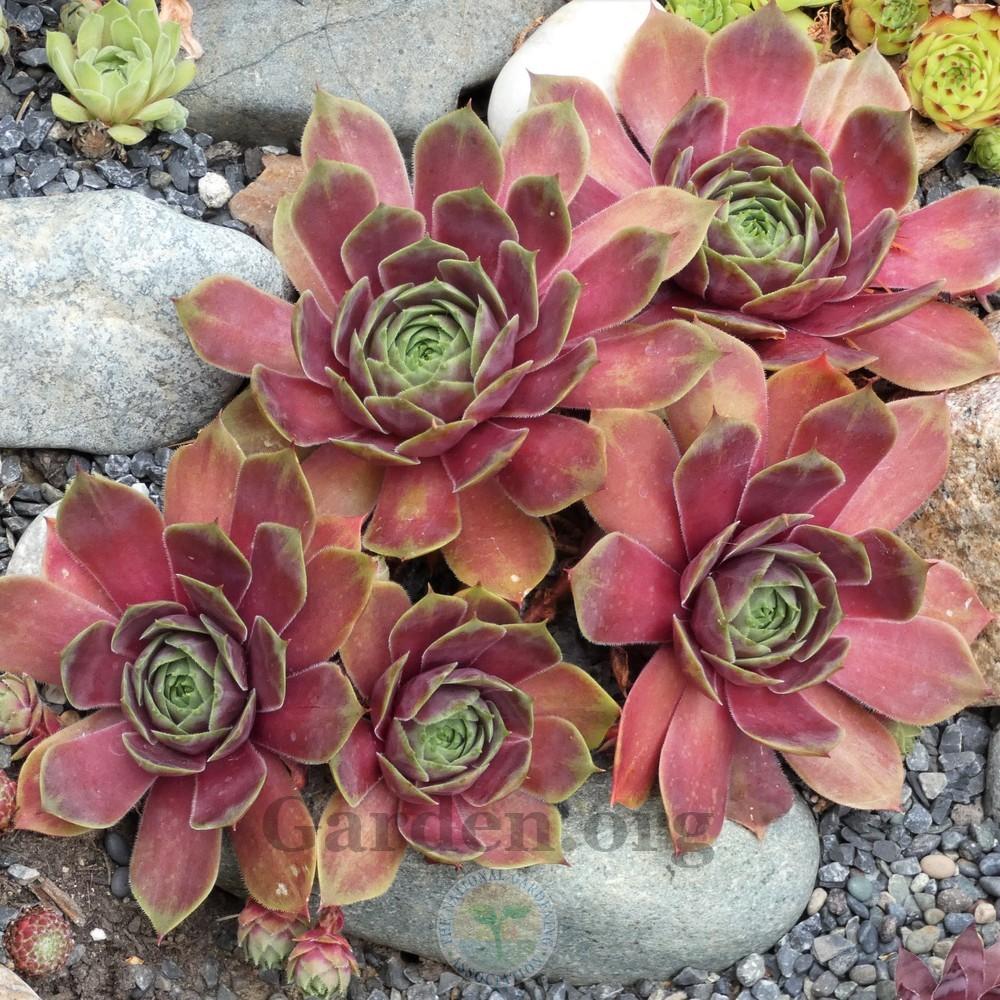 Photo of Hen and Chicks (Sempervivum 'Grunrand') uploaded by Patty