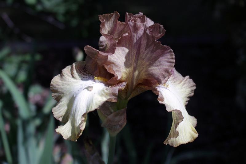 Photo of Tall Bearded Iris (Iris 'Patina') uploaded by RuuddeBlock