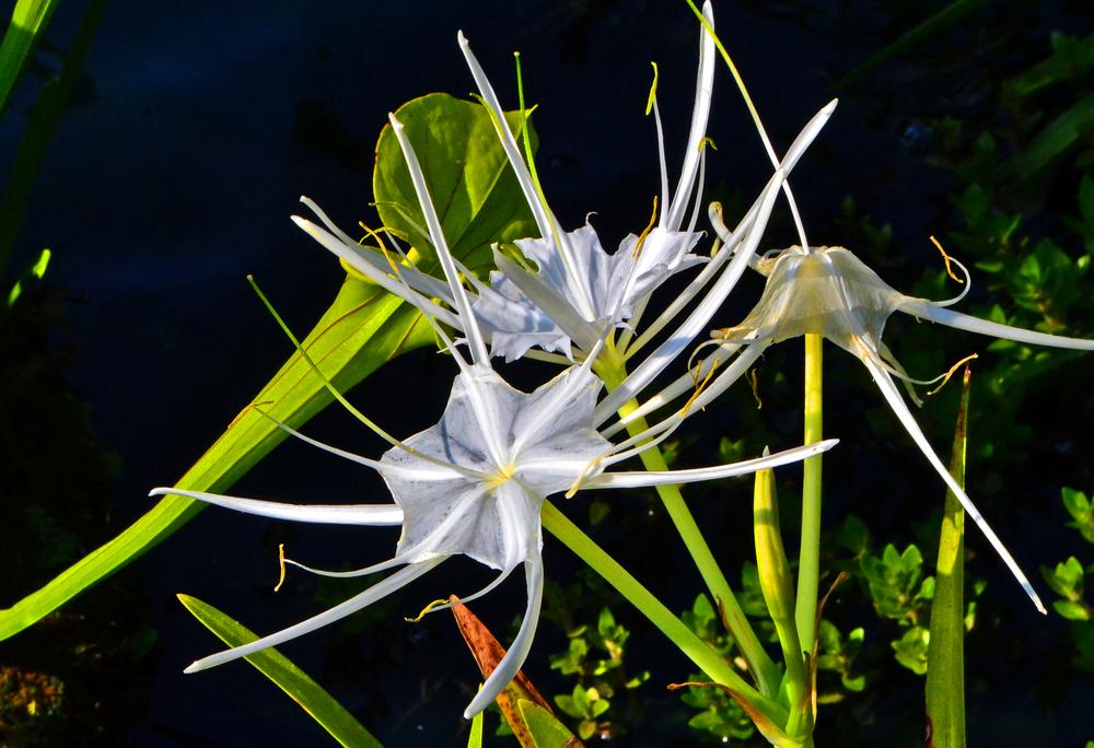 Photo of Spider Lilies (Hymenocallis) uploaded by dawiz1753