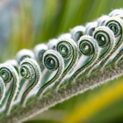 Location: West Hills, Ca
Date: 2016-03-26
close up of unfurling fronds