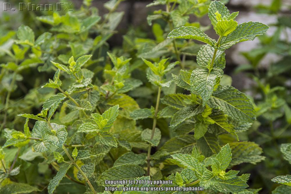 Photo of Spearmint (Mentha spicata) uploaded by pphanfx