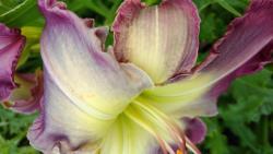 Thumb of 2017-07-23/DogsNDaylilies/022400